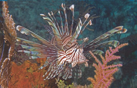 Reef Envasive Species Program logo