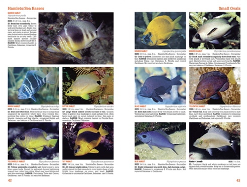 Sample page spread from Reef Fish Travel Edition