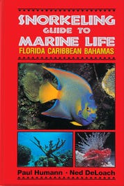 Snorkeling Guide to Marine Life