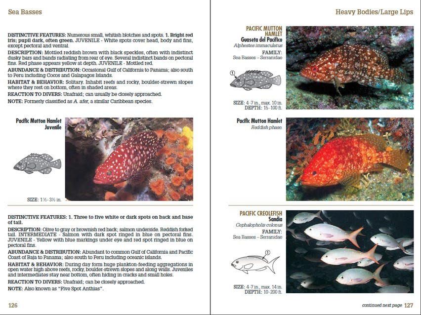 Sample page spread from Reef Fish Identification - Baja to Panama