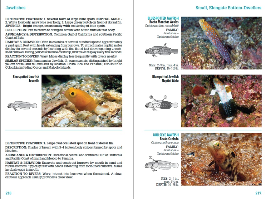 Sample page spread from Reef Fish Identification - Baja to Panama