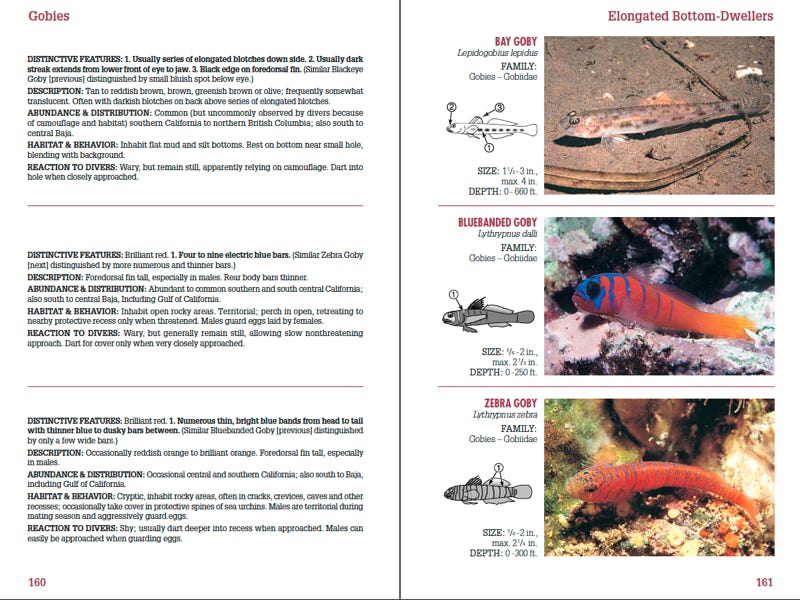 Sample page spread from Coastal Fish Identification - California to Alaska