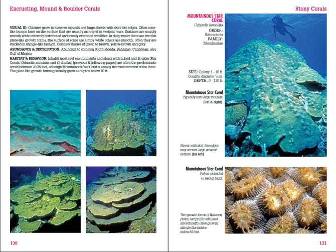 An actual page spread from Reef Coral Identification Florida Caribbean Bahamas