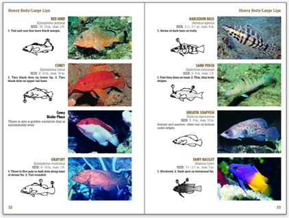 An actual page spread from Snorkeling Guide to Marine Life Florida Caribbean Bahamas