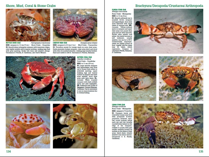 2 page sample from Reef Creature Identification Florida Caribbean Bahamas