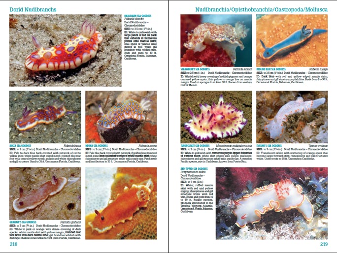 2 page sample from Reef Creature Identification Florida Caribbean Bahamas