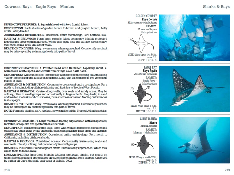 Sample page spread 02 from Reef Fish ID Galapagos