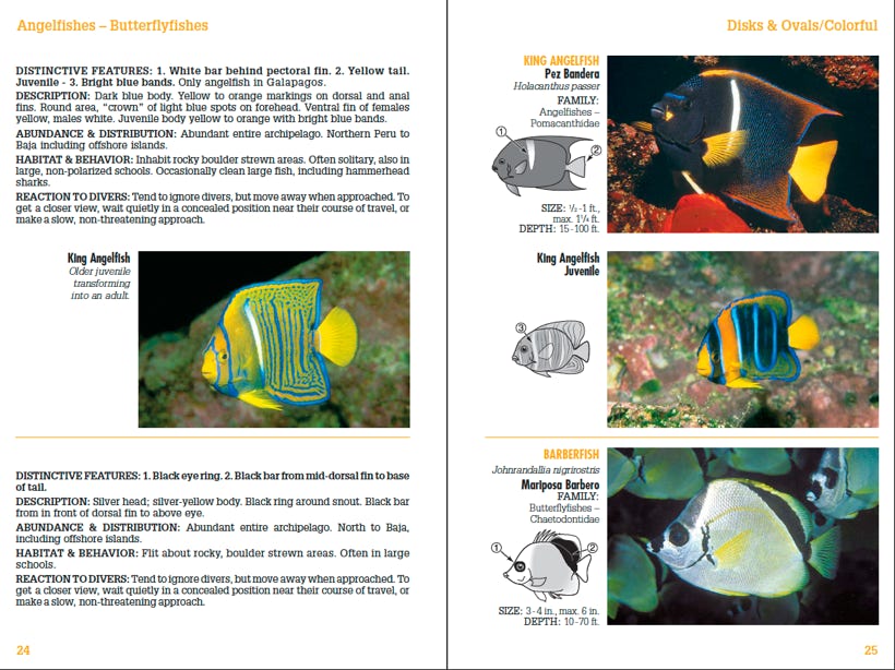Sample page spread from Reef Fish ID Galapagos