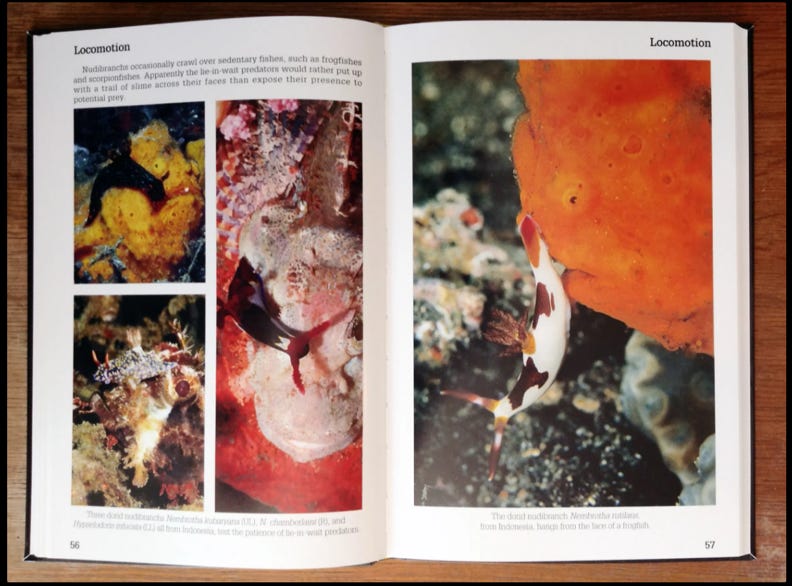Sample page spread from Nudibranch Behavior 
