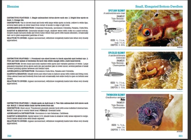 An actual page spread from Reef Fish Identification Florida Caribbean Bahamas