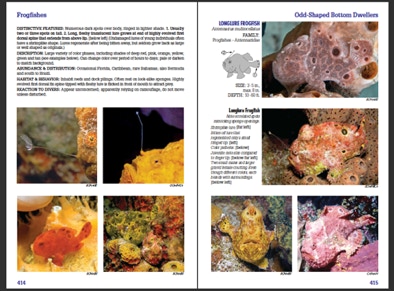An actual page spread from Reef Fish Identification Florida Caribbean Bahamas